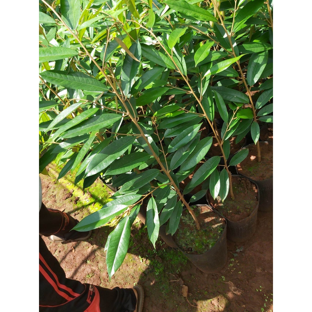 CÂY GIỐNG SẦU RIÊNG LÙN THÁI LAN (chuyên cây giống)