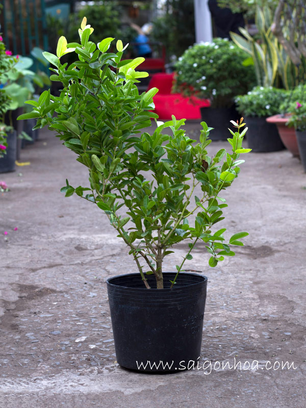 (1 chậu) Cây Siro - làm bonsai, lấy trái làm siro