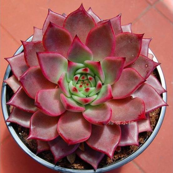 100 hạt giống sen đá kim cương