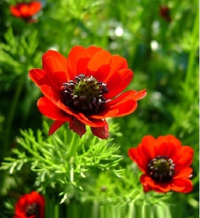 "Gói 100 "Hạt giống hoa Uyển hồng [Seeds]