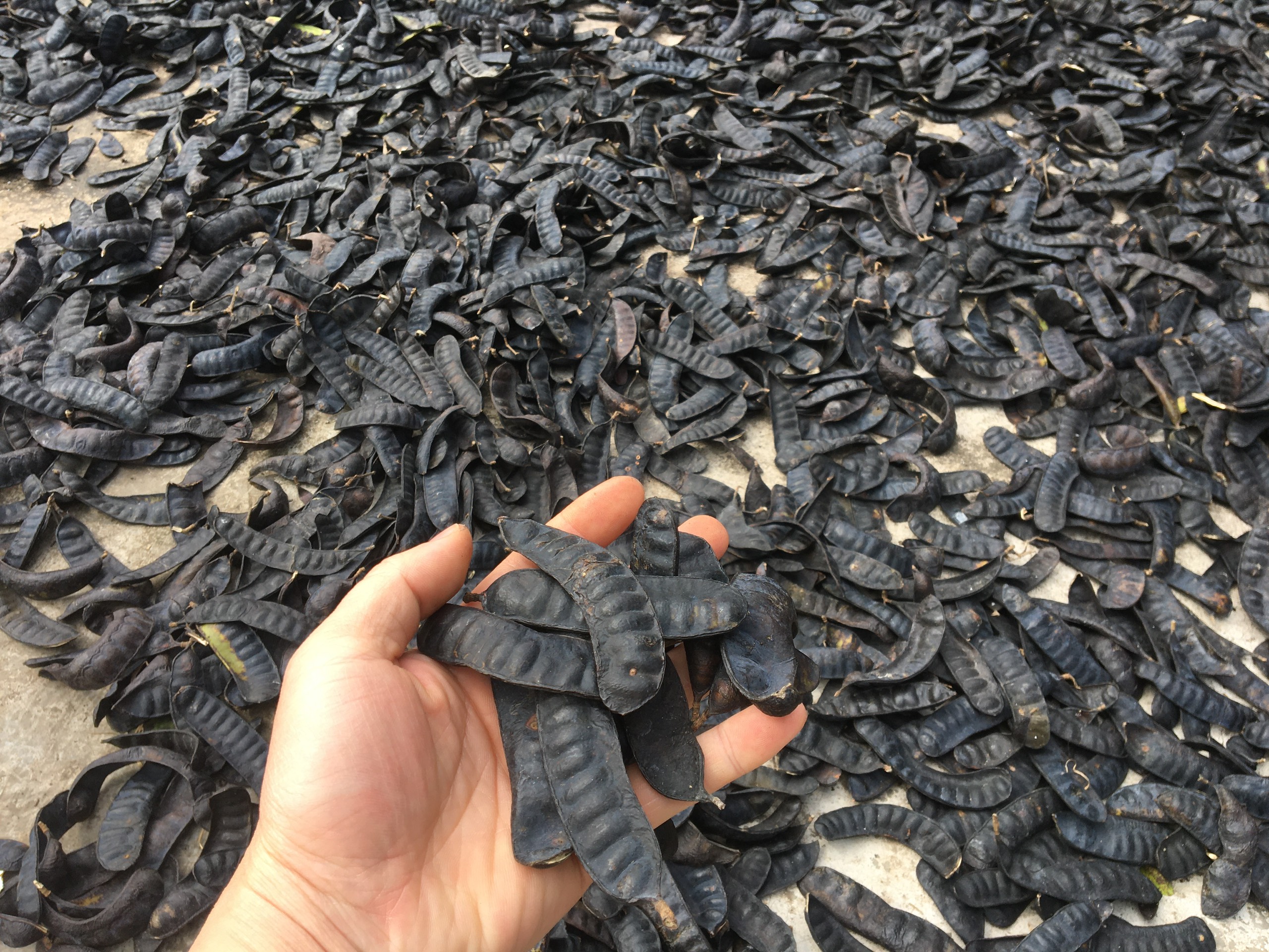 Bồ kết rang thơm gói 300g