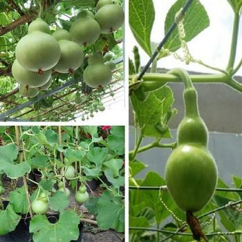 [HCM]Gói 2g hạt giống bầu hồ lô F1