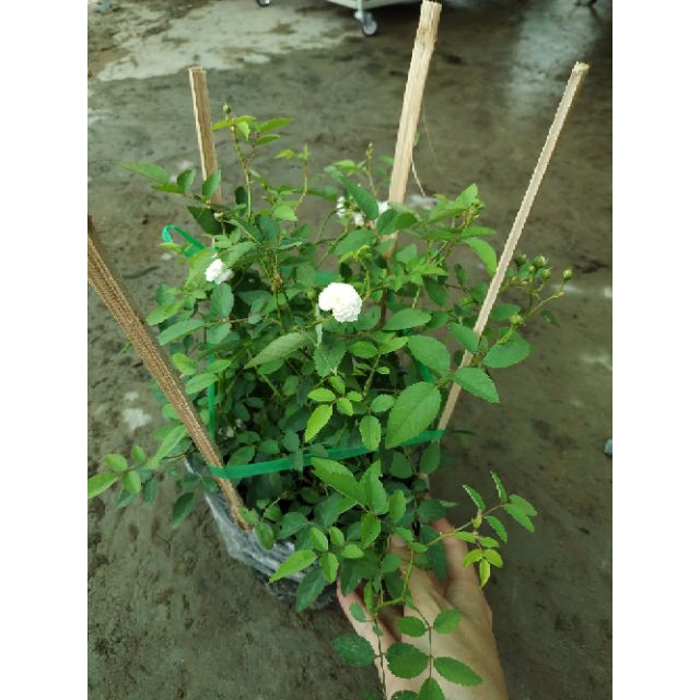Gói 20 Hạt Hồng bạch trà (hồng bụi hoa thơm)