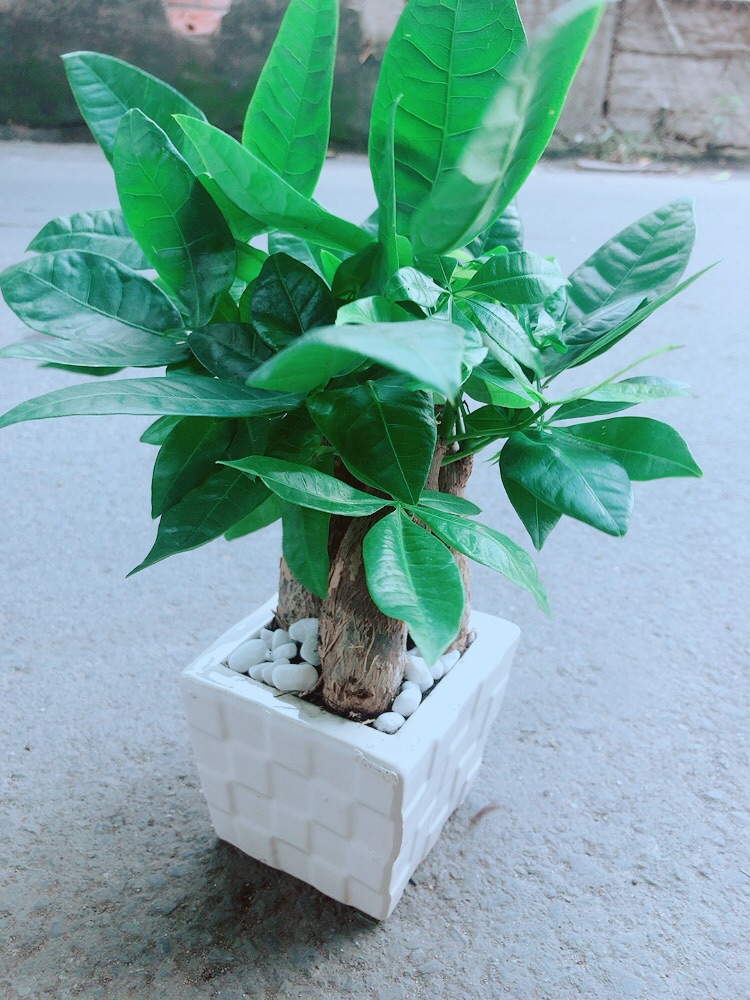 Kim Ngân 3 Thân Kèm Chậu Sứ Vuông