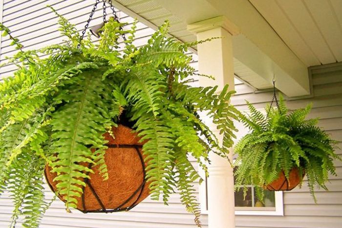 giá gốc - CÂY DƯƠNG XỈ - THE FERN TREE
