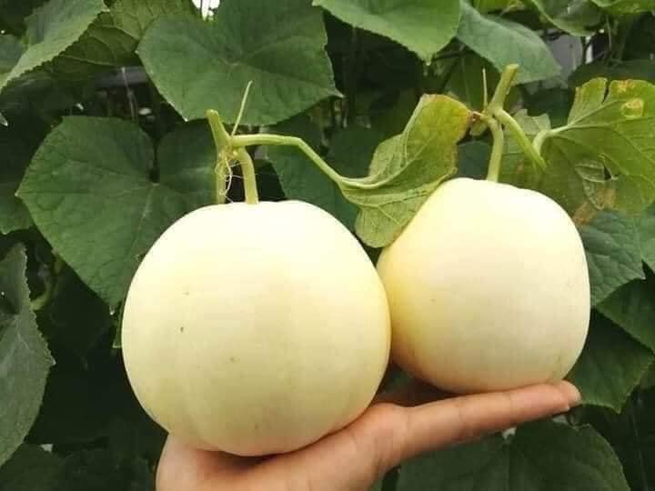 20 HẠT GIỐNG DƯA LÊ TRẮNG SIÊU NGỌT