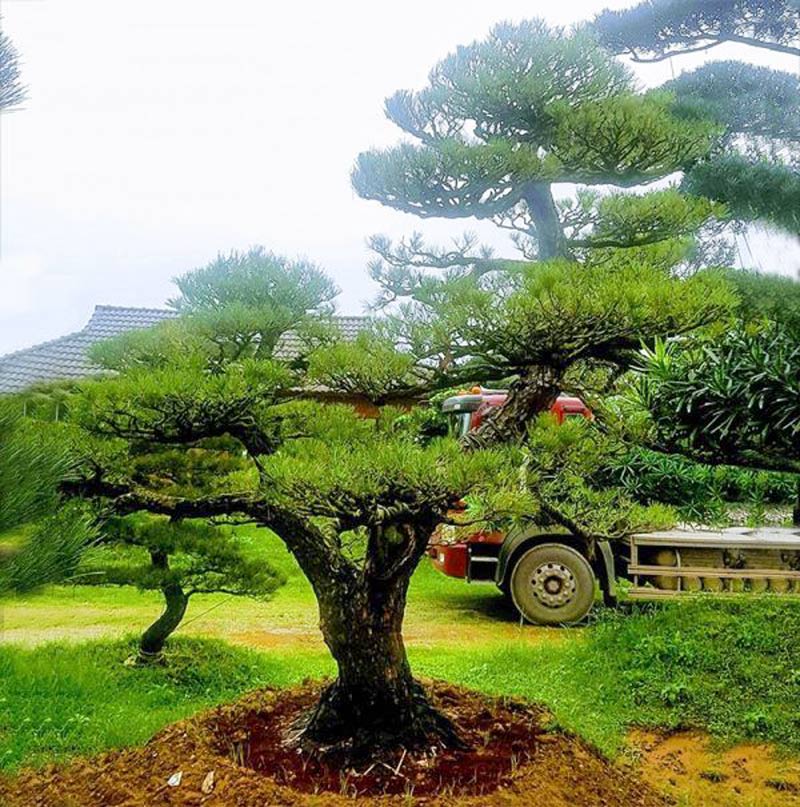 Hạt giống cây thông đen (10 hạt /gói)