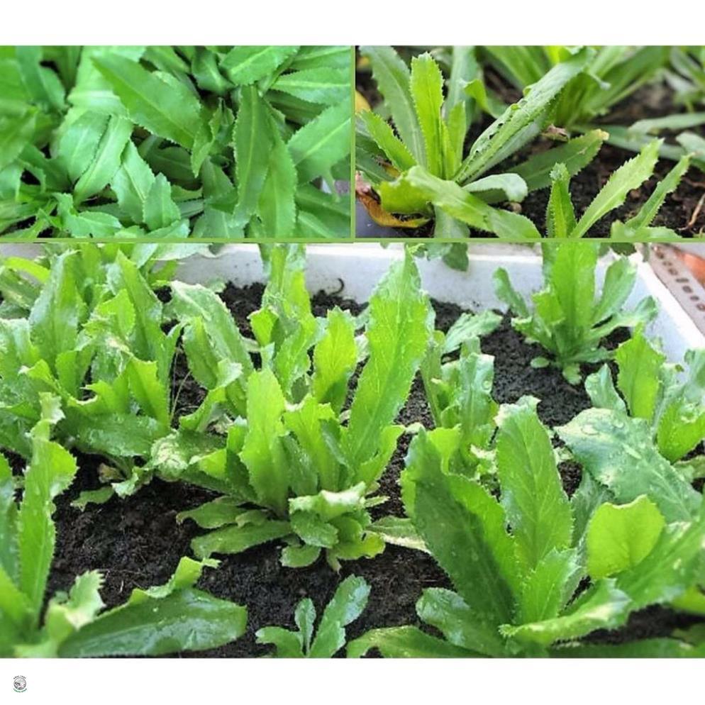 Hạt Giống Ngò Gai - Gói 3 Gram