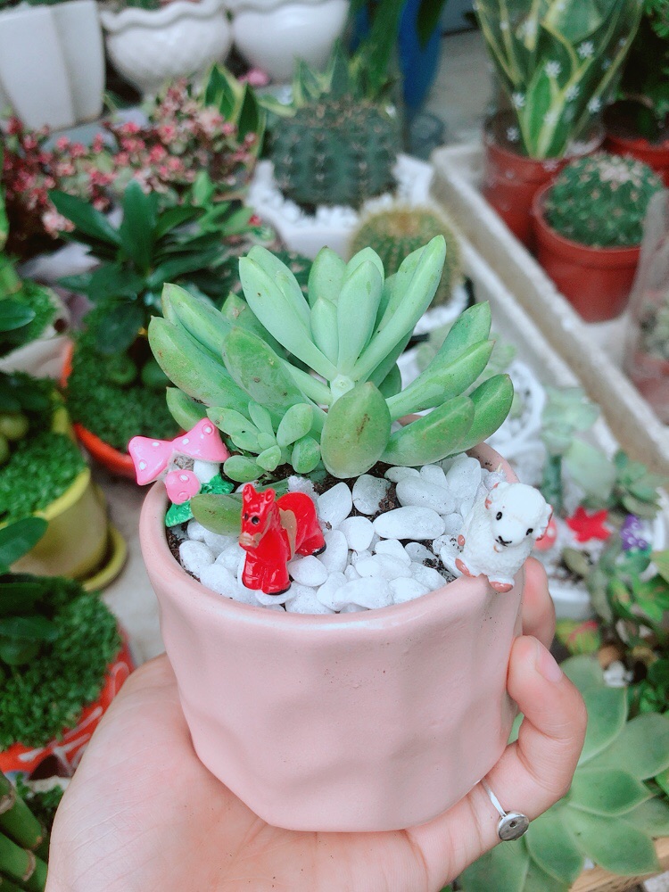 Chậu Sen Đá Tiểu Cảnh