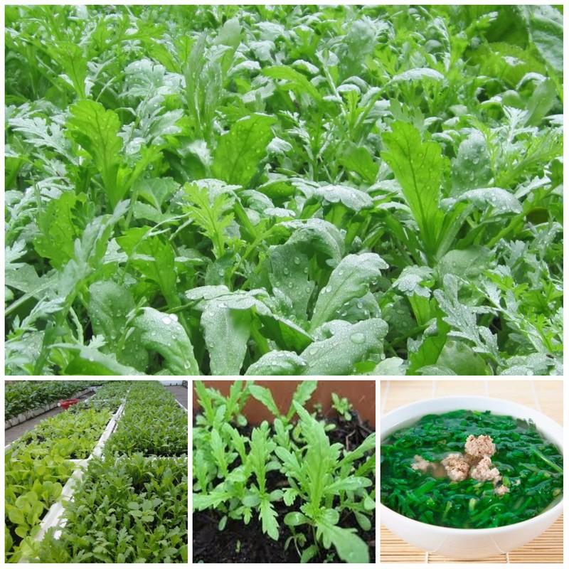 Hạt Giống Cải Cúc Tẻ LUCKY SEEDS