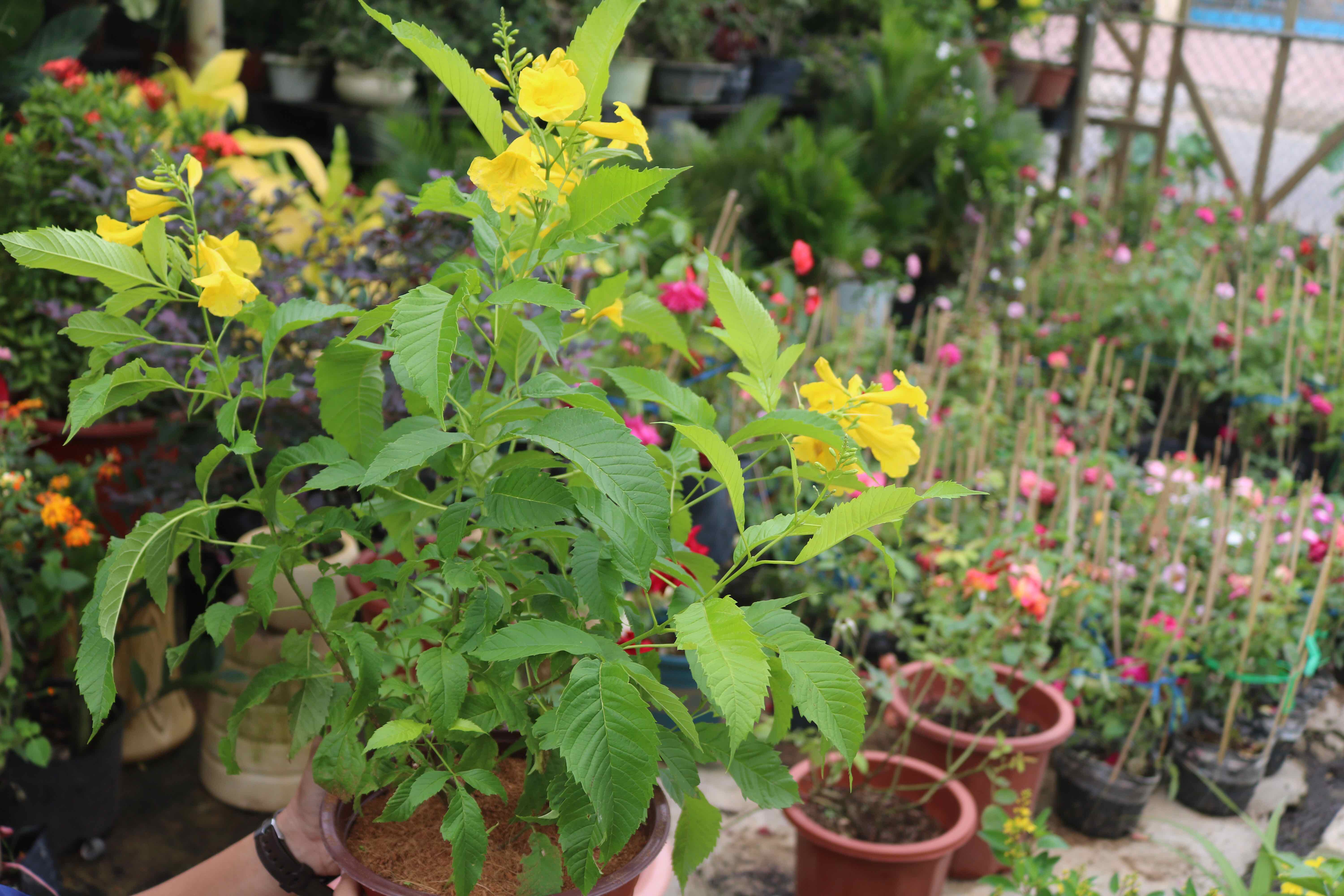 Cây hoa Hoàng Yến