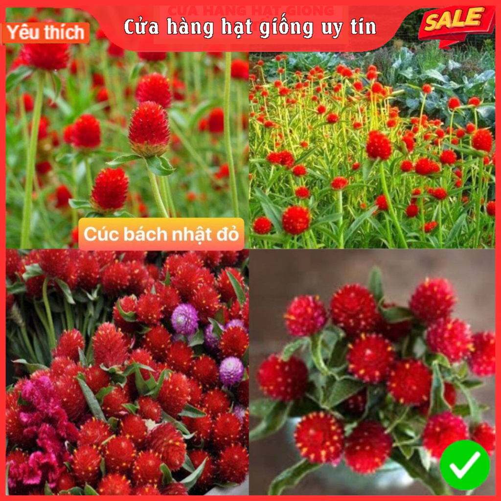 Hạt giống hoa cúc bách nhật màu đỏ-gói 100 hạt