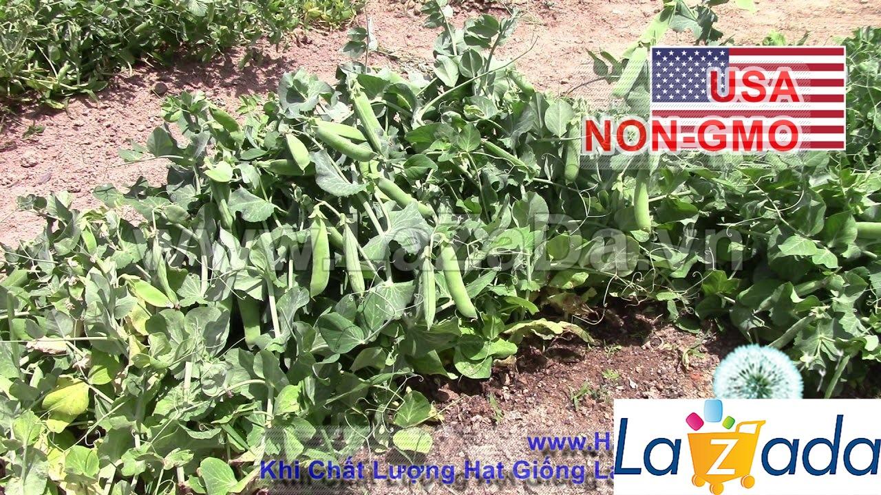 5Gr Hạt Giống Đậu Hà Lan Bụi Lùn Marvel (A2.303| G5*W53*M137)