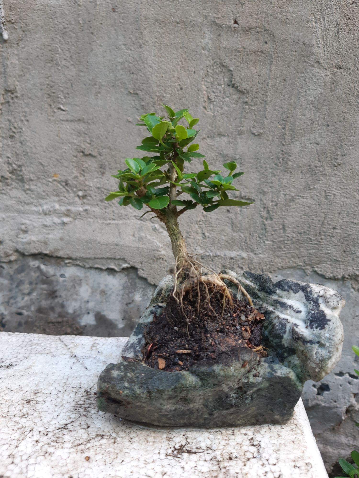 sam hương mini hòn non bộ