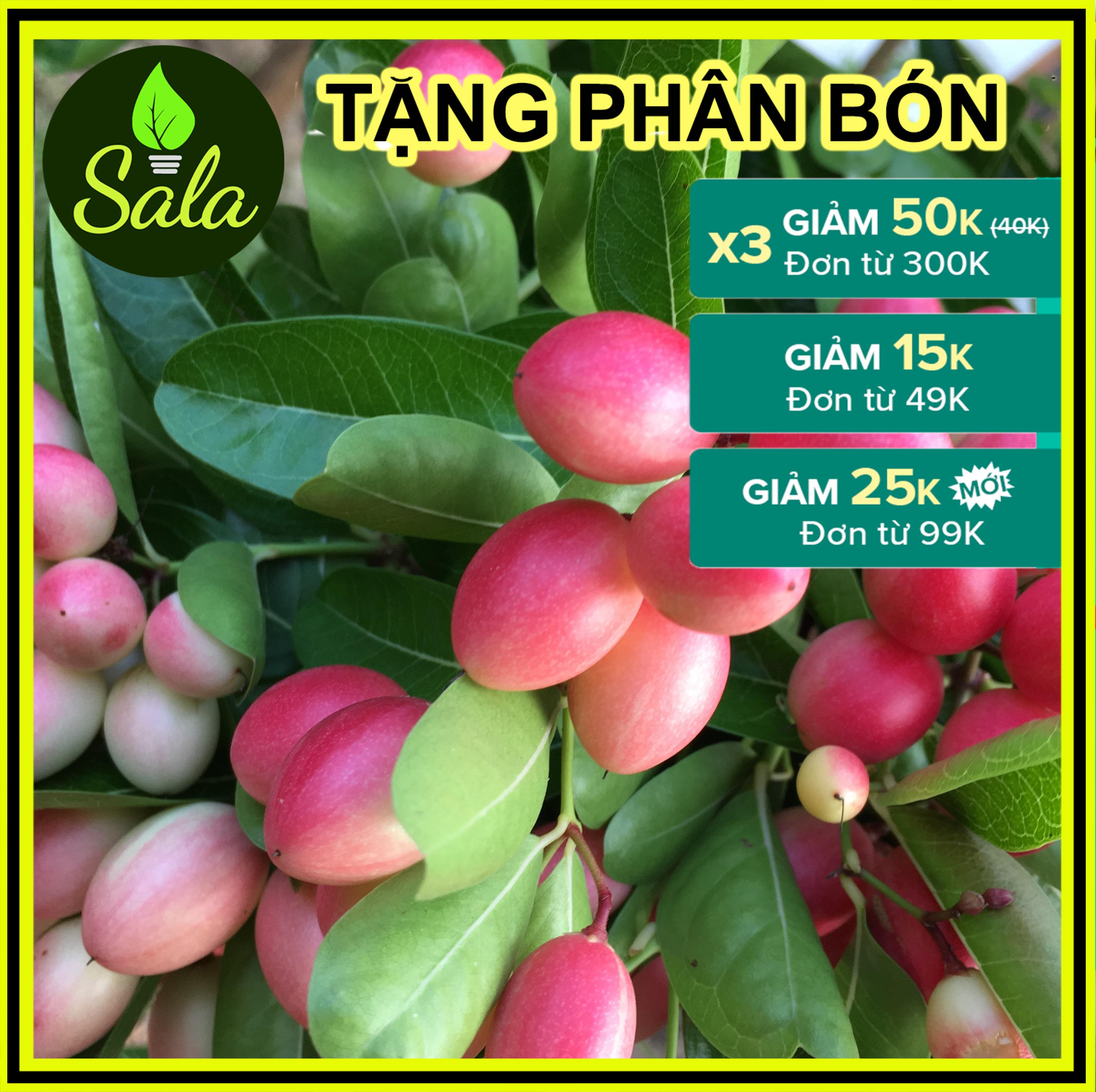 CÂY SIRO - CÂY SI RÔ - CÂY SI RO, Cây lớn 2 năm tuổi