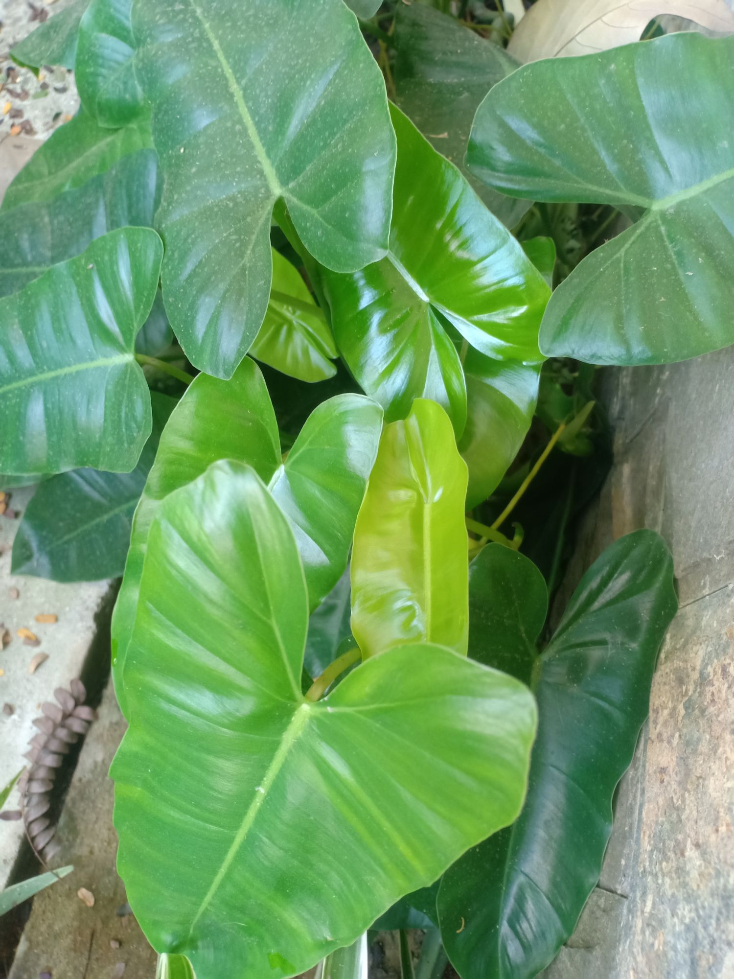 Trầu bà tỷ phú