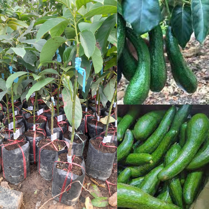 Giống Bơ 034-Cây Ăn Trái+Tặng kèm phân bón