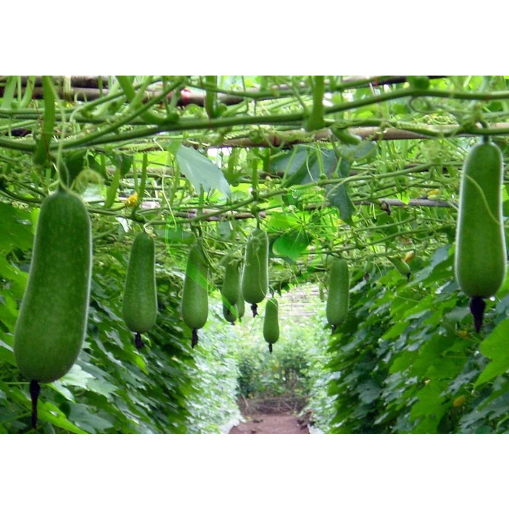 Hạt giống bí đao chanh - gói 1 gram