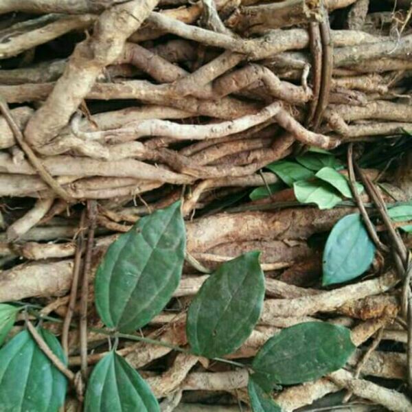 1kg sâm xuyên đá (tươi)