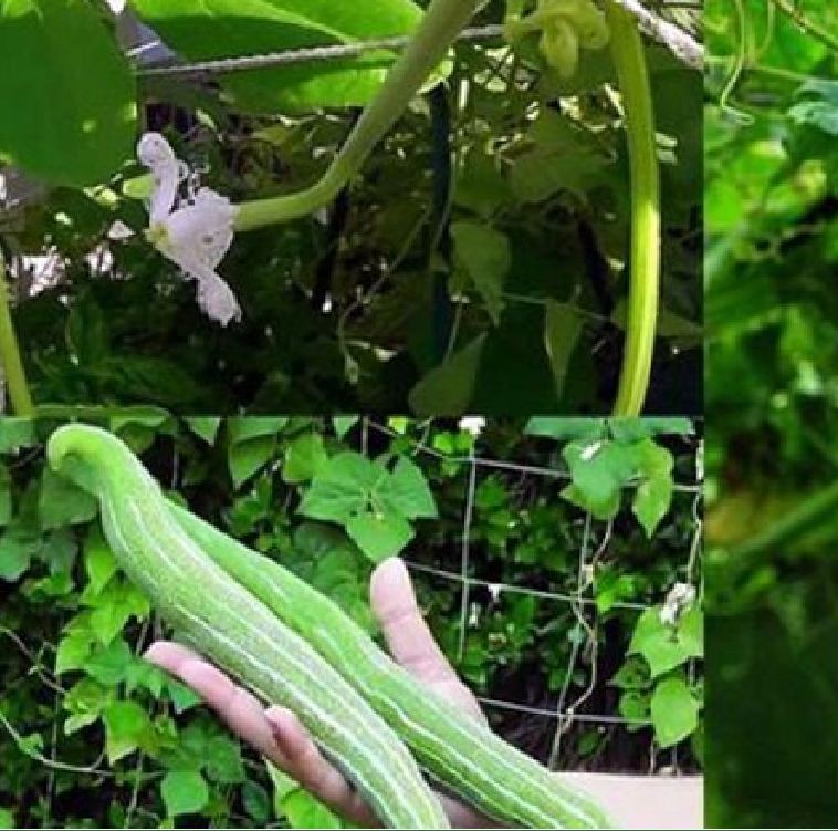 Hạt giống lặc lày - mướp mèo ( gói 10 hạt )