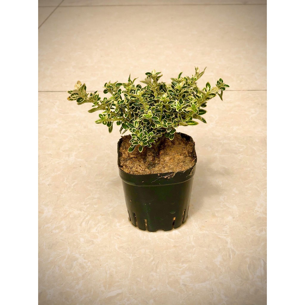 Cây bạch tuyết mai giống (ảnh thật số 2)