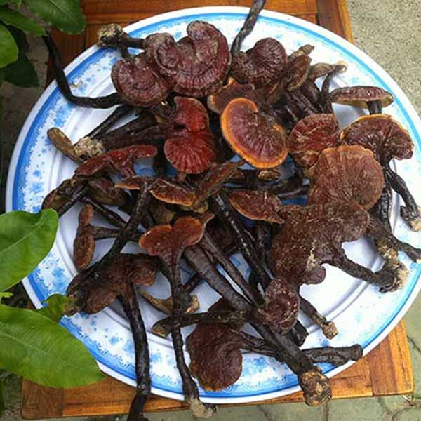 Nấm lim xanh , nấm lim rừng tự nhiên, hỗ trợ ung thư, tiêu đường, điều hòa huyết áp, tăng cường sức khỏe