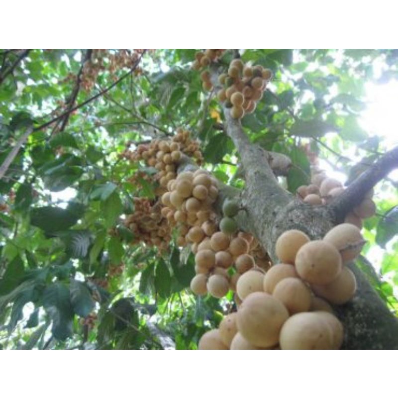 CÂY GIỐNG BÒN BON THÁI SIÊU SỚM (cây giống siêu sớm có bảo hành )