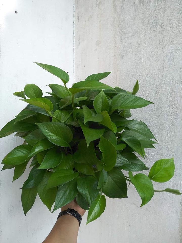 [HCM]CÂY TRẦU BÀ
