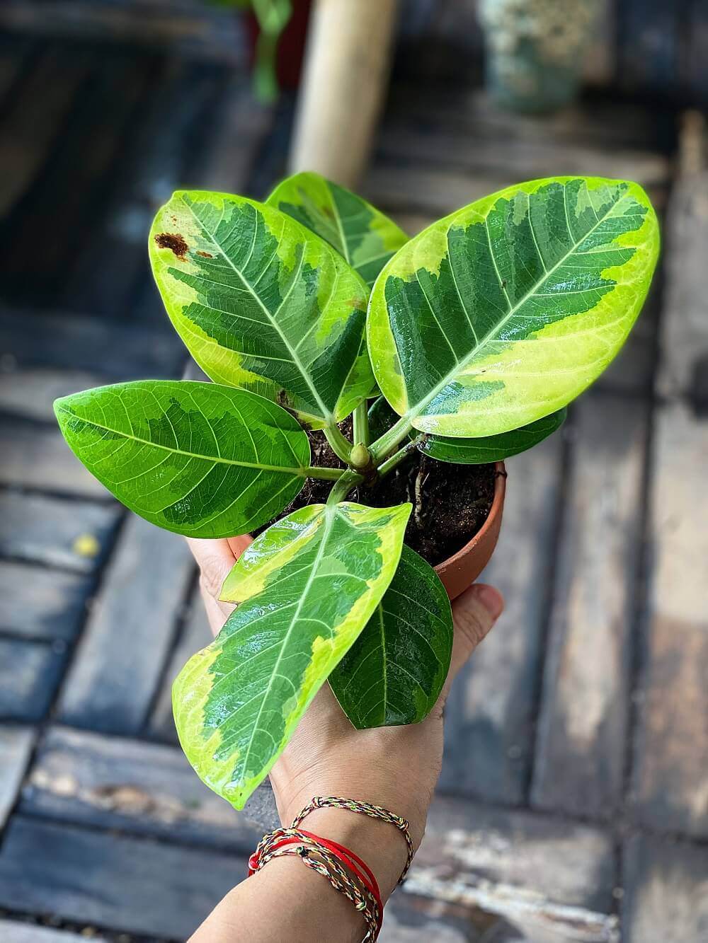 Cây Ficus Elastica Lemon Lime (Cây Đa Cẩm Thạch Xanh Lemon Lime) chậu đất nung