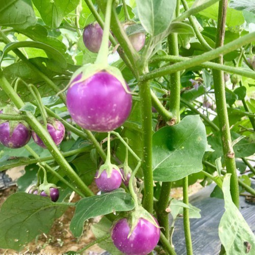 Hạt Giống Cà Tím Quả Tròn F1 - Gói 2Gr