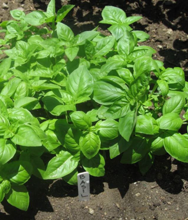 Hạt giống húng tây ( húng basil ngọt ) -  gói  1gram( 400 hạt)