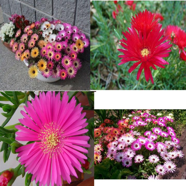 Gói 30 hạt giống cúc cầu vồng ( hoa mười giờ nam phi)