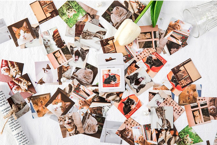 Hộp 45 stickers hình mèo