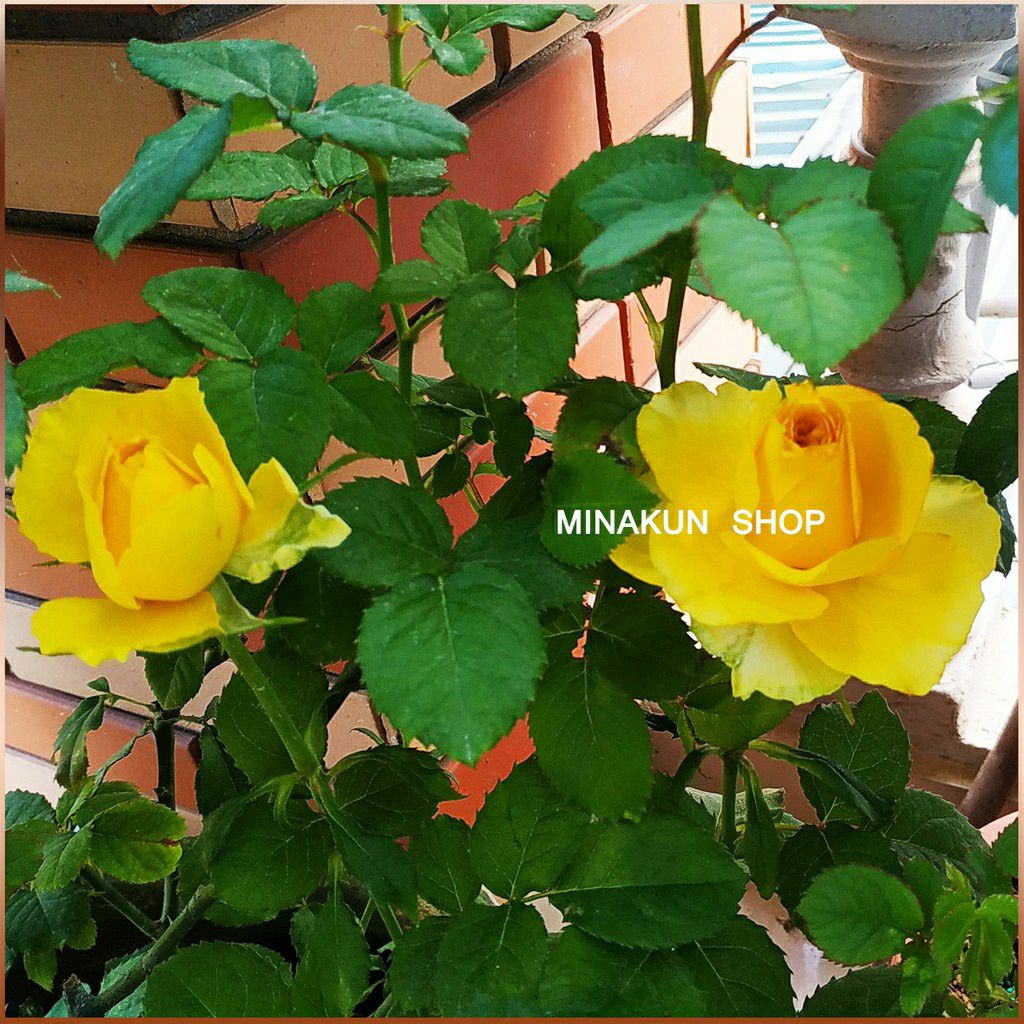 Hoa hồng ngoại Shell vàng