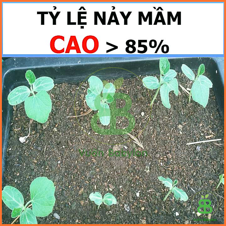 Hạt Giống Bầu Lai 2G Quả Dài, Siêu Trái