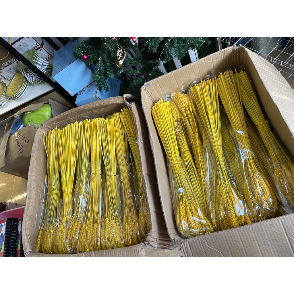 Bông Lúa Mạch Khô Decor Trang Trí Sét 100 bông
