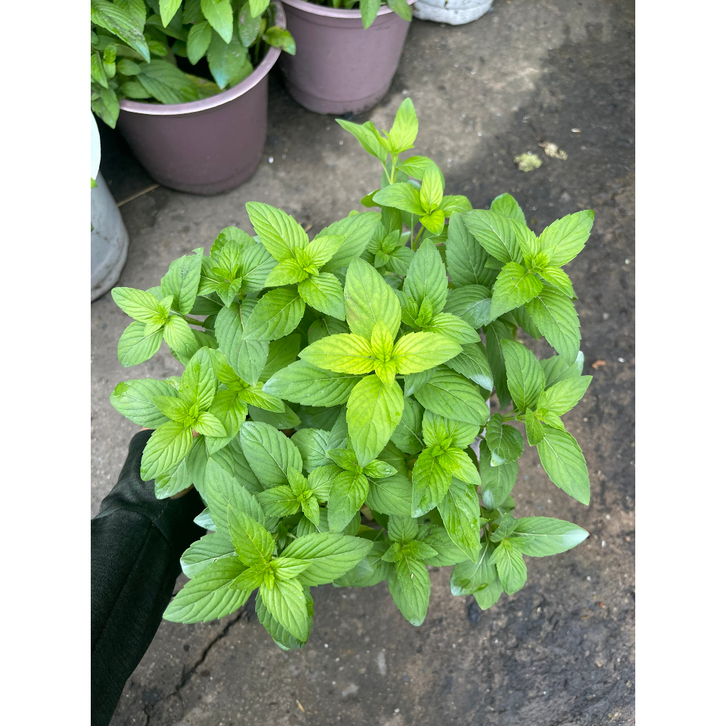 Chậu cây rau húng cay - húng xanh