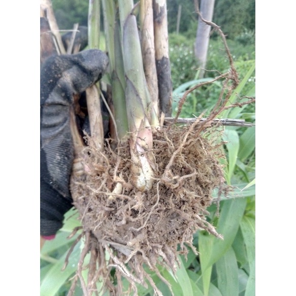 cây chít ,cây đót (gốc giống)