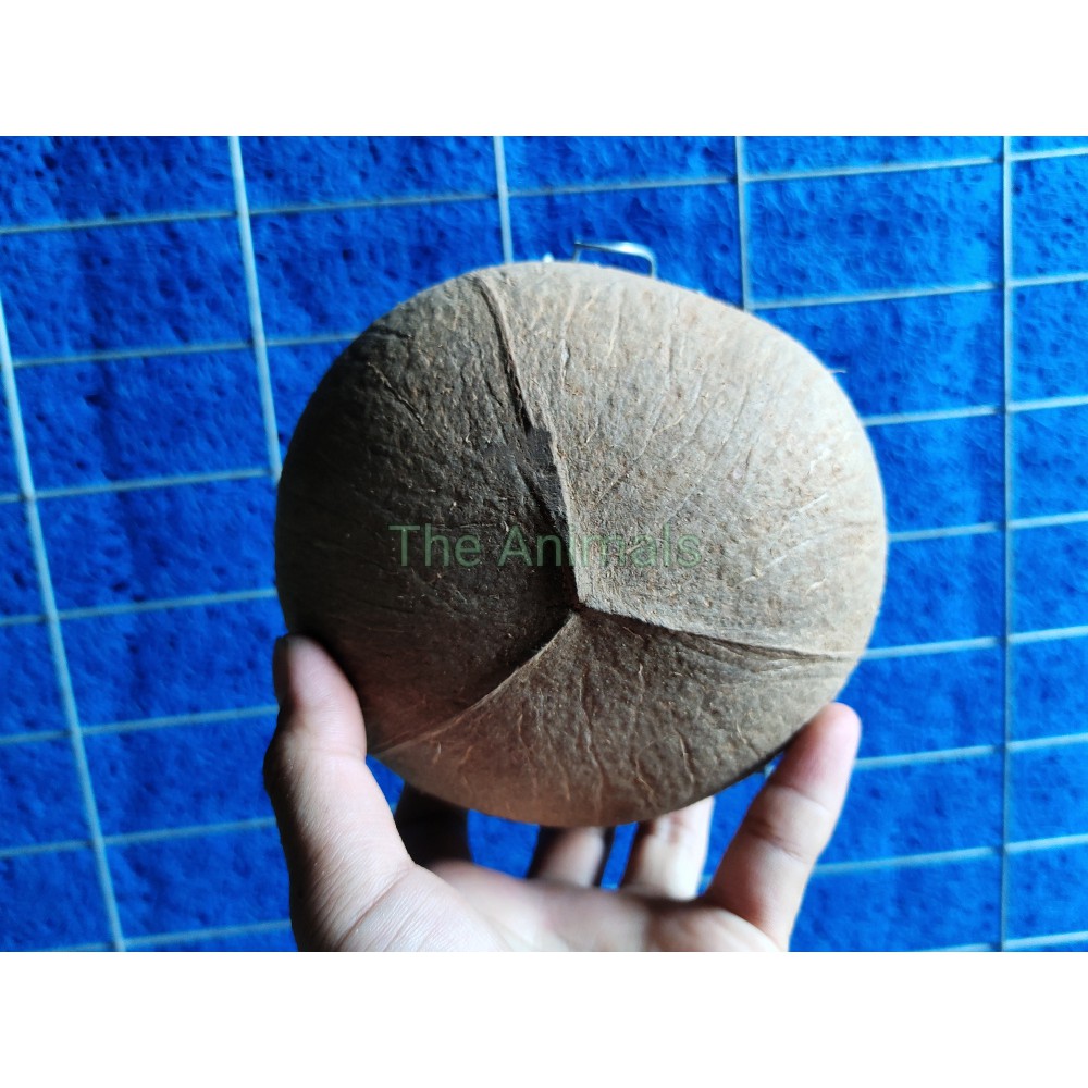 [HCM]Gáo dừa đựng thức ăn nước uống cho gà đá chim trĩ (gáo thường)