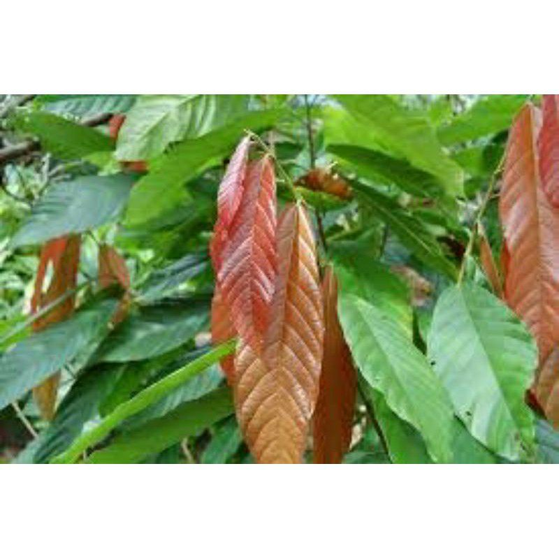 CÂY CACAO GIỐNG CHO TRÁI SỚM (cây tốt)