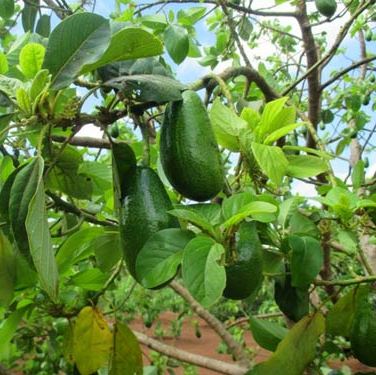 CÂY GIỐNG BƠ SÁP DA XANH