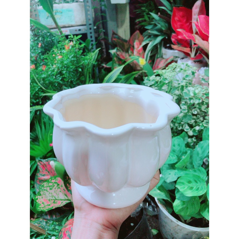 [HCM]Cây Hồng Môn Kèm Chậu Sứ