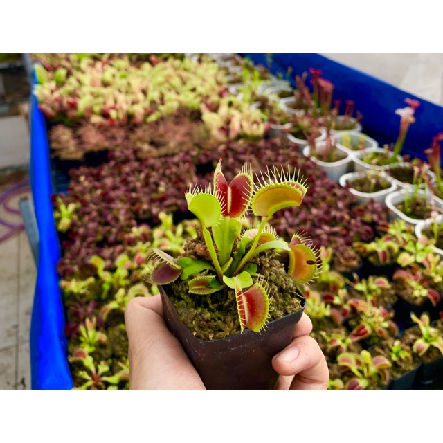 Cây bẫy kẹp , cây ăn thịt ruồi
