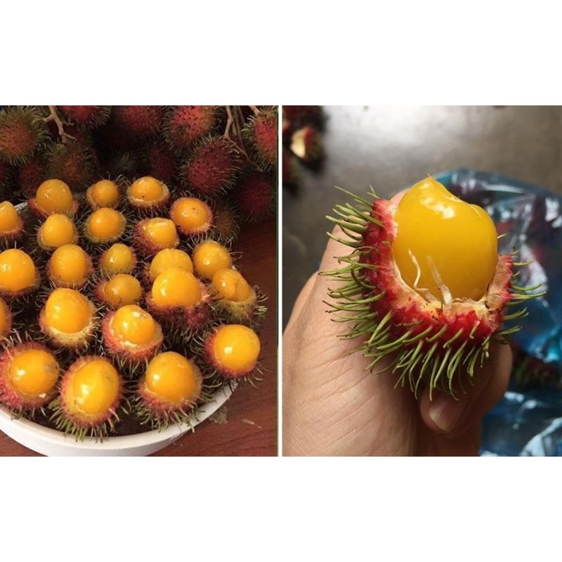 CÂY GIỐNG CHÔM CHÔM RUỘT VÀNG SIÊU SỚM ( vườn ươm eakamart)