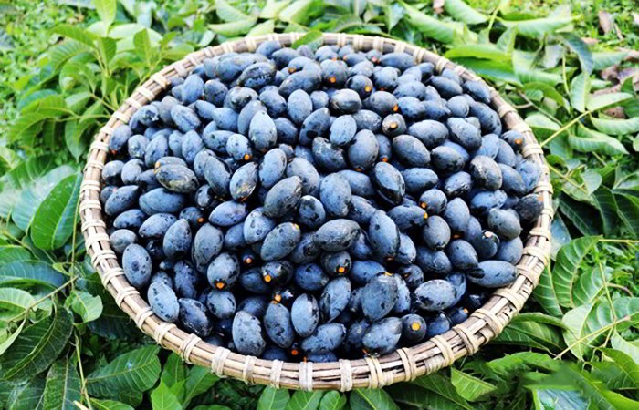 cây giống trám đen siêu quả
