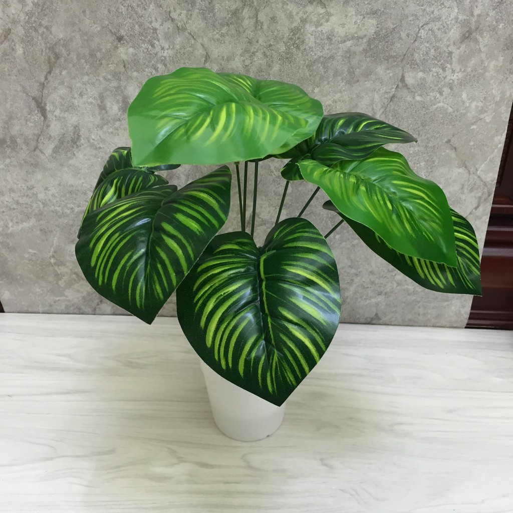 CÂY LÁ LỐT CÂY 9 CÀNH LÁ LIZ75