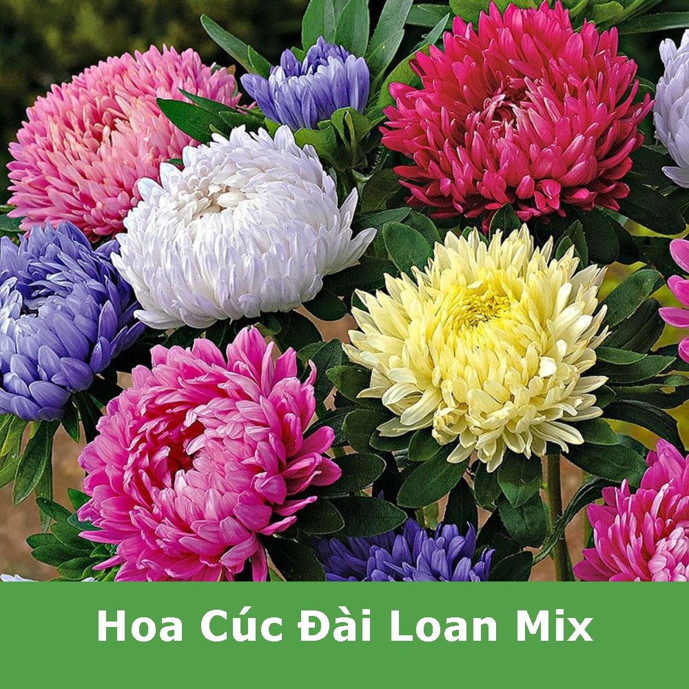300 hạt giống hoa cúc Đài loan- cúc magic