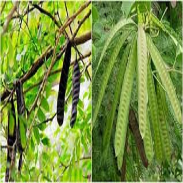 CHẬU CÂY GIỐNG CÂY BỒ KẾT - NCCGCBK