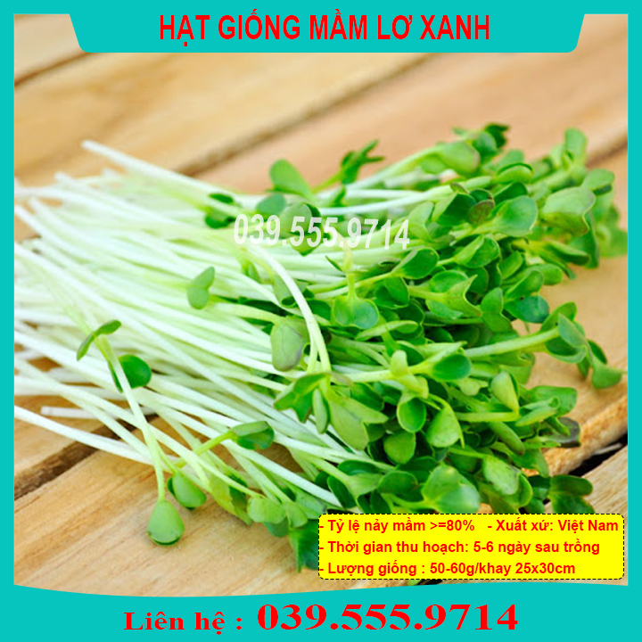 Hạt giống rau mầm lơ xanh - rau mầm trồng tại nhà