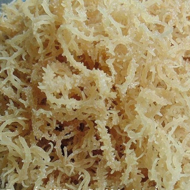 Rong Sụn Trắng Khô 1000 gram ( Rong Biển, Rong Sụn Gai )